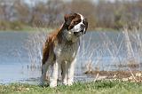 SAINT BERNARD 066